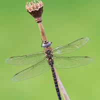 Migrant Hawker 1 